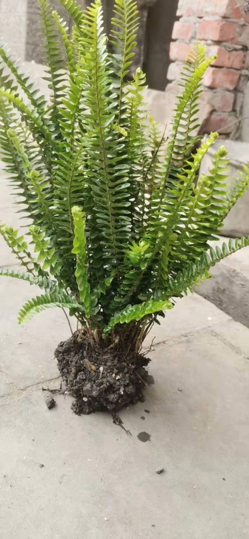四川成都温江出售大量精品肾蕨肾蕨肾蕨肾蕨