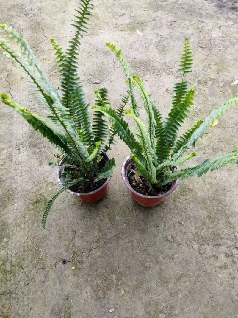 四川成都温江出售大量精品肾蕨肾蕨肾蕨肾蕨