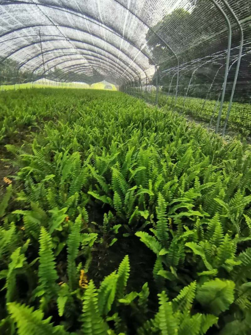 四川成都温江出售大量精品肾蕨肾蕨肾蕨肾蕨