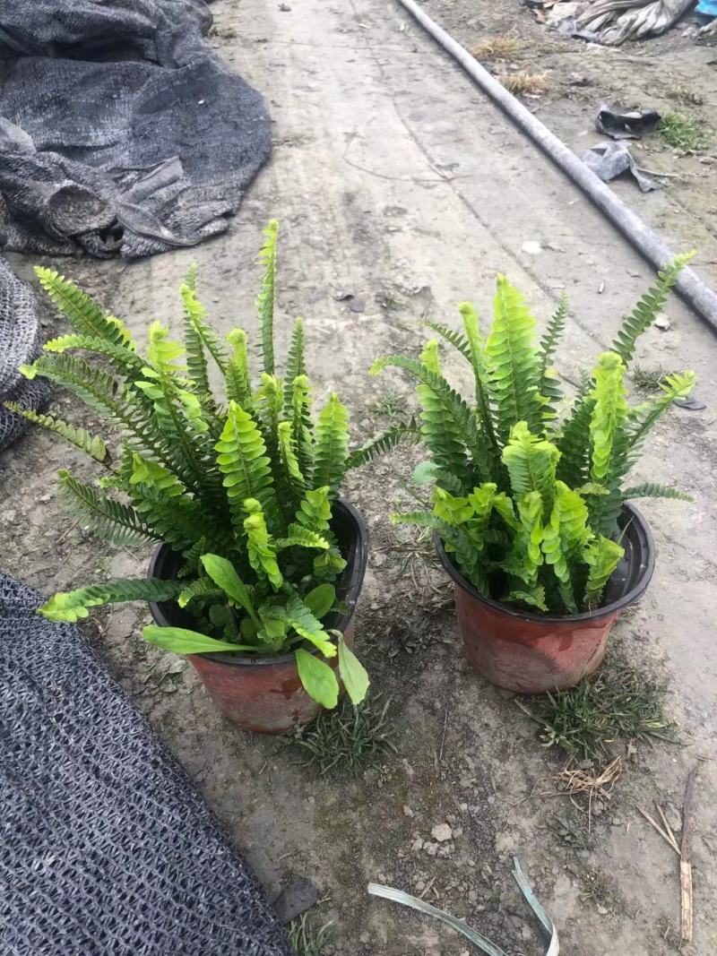 四川成都温江出售大量精品肾蕨肾蕨肾蕨肾蕨