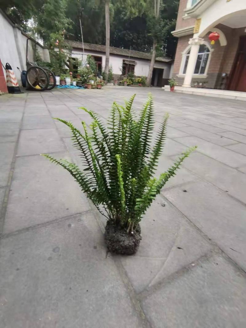 四川成都温江出售大量精品肾蕨肾蕨肾蕨肾蕨