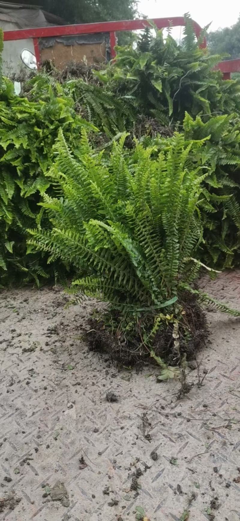 四川成都温江出售大量精品肾蕨肾蕨肾蕨肾蕨