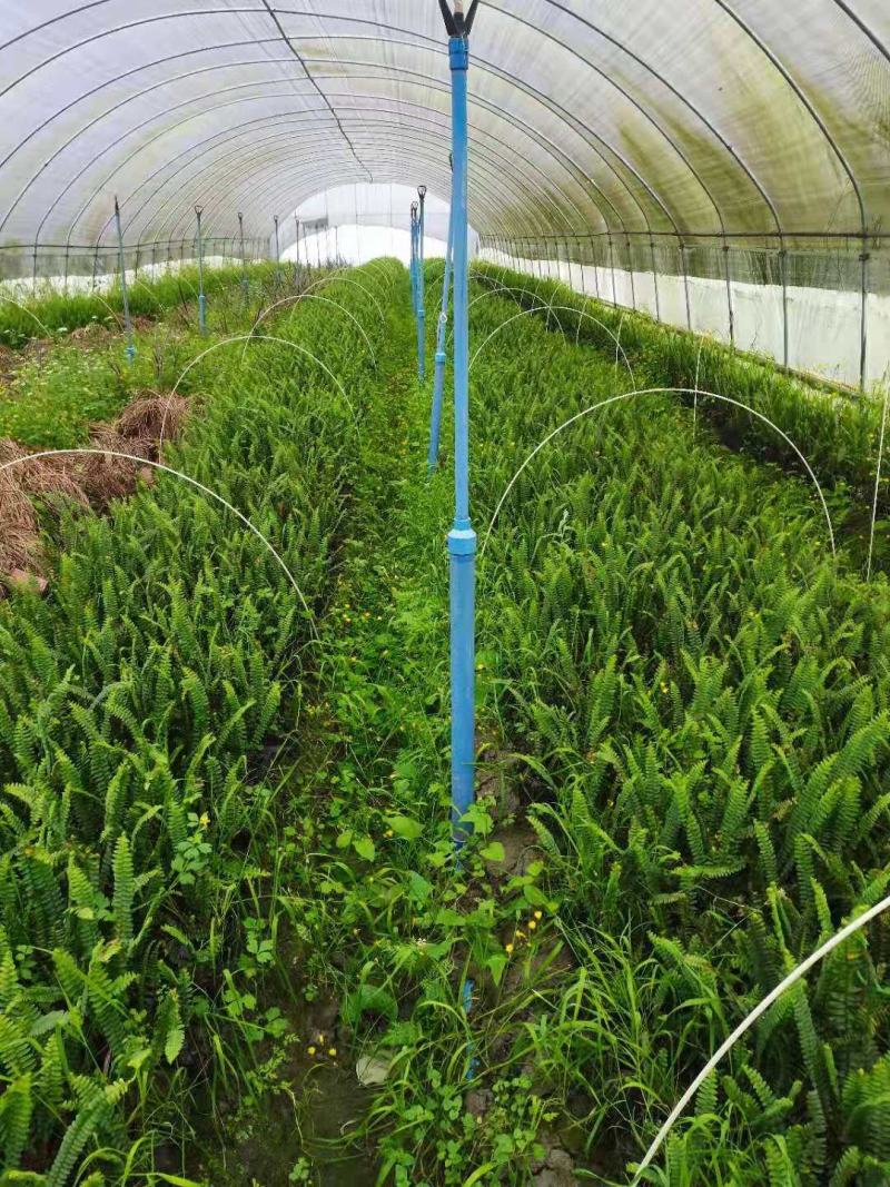 四川成都温江出售大量精品肾蕨肾蕨肾蕨肾蕨