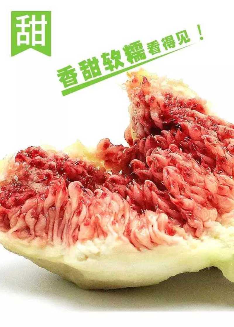 威海青皮无花果春果即将大量上市，基地一手货源大量供应