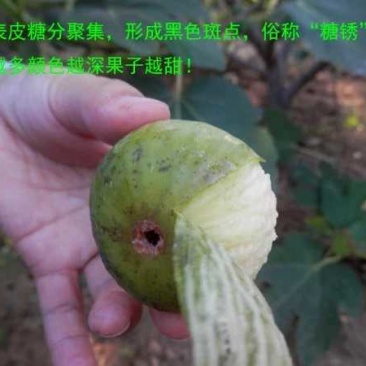 威海青皮无花果春果即将大量上市，基地一手货源大量供应