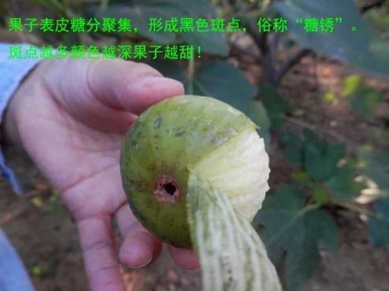 威海青皮无花果春果即将大量上市，基地一手货源大量供应