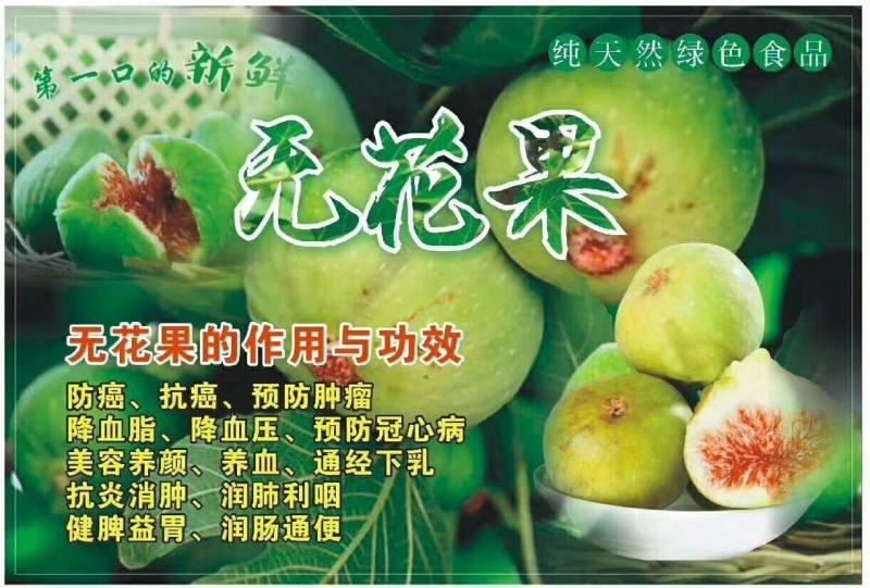 威海青皮无花果春果即将大量上市，基地一手货源大量供应