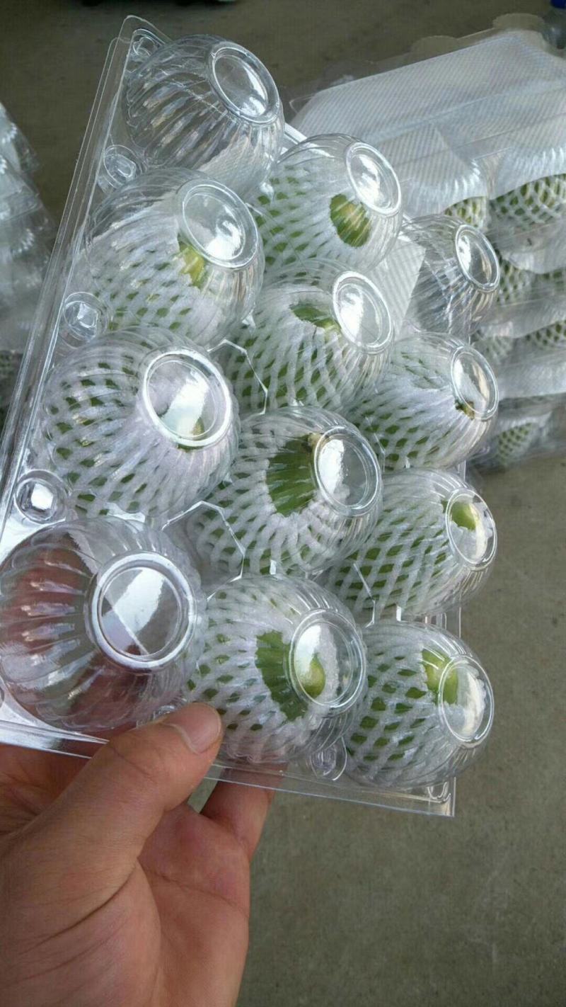 威海青皮无花果春果即将大量上市，基地一手货源大量供应