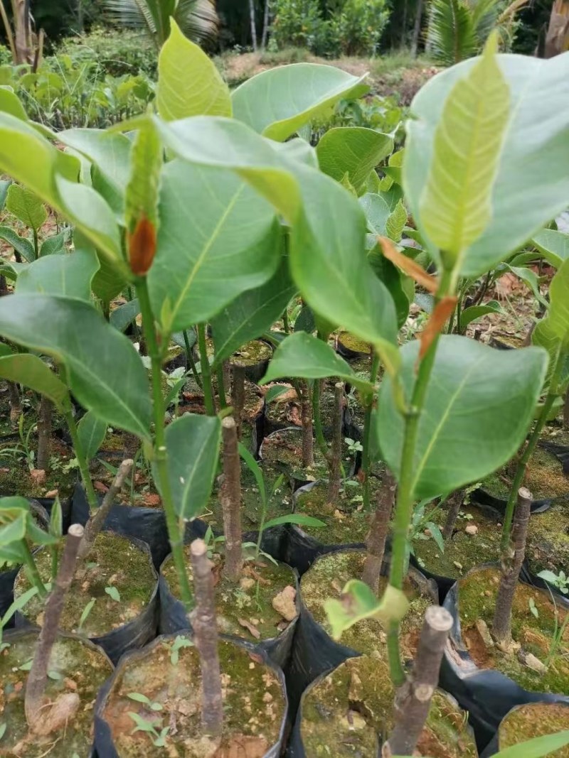 菠萝蜜苗