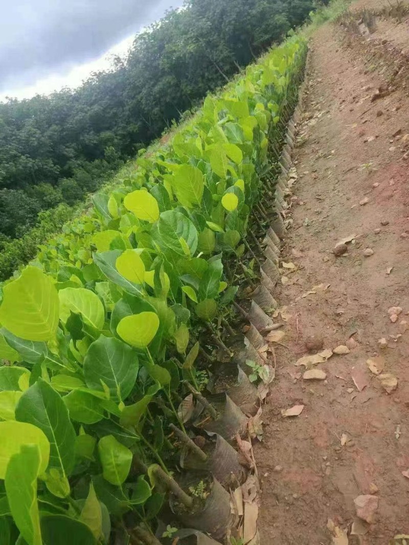 菠萝蜜苗