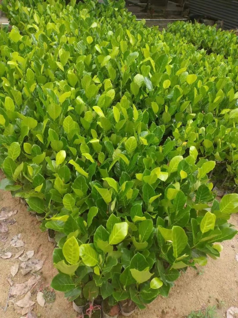 菠萝蜜苗