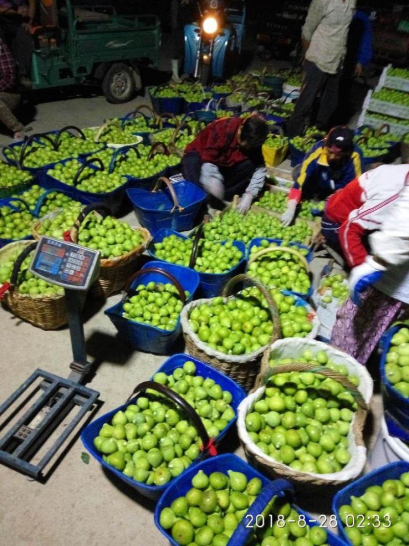 威海青皮无花果春果即将大量上市，基地一手货源大量供应