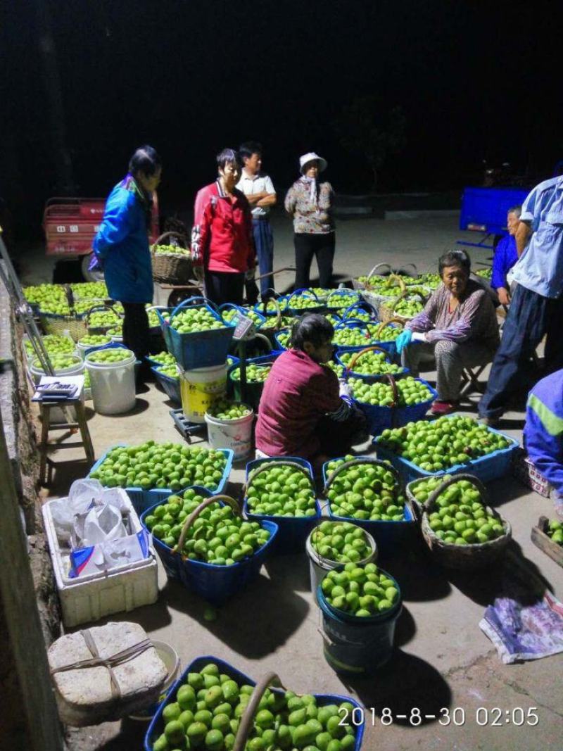 威海青皮无花果春果即将大量上市，基地一手货源大量供应