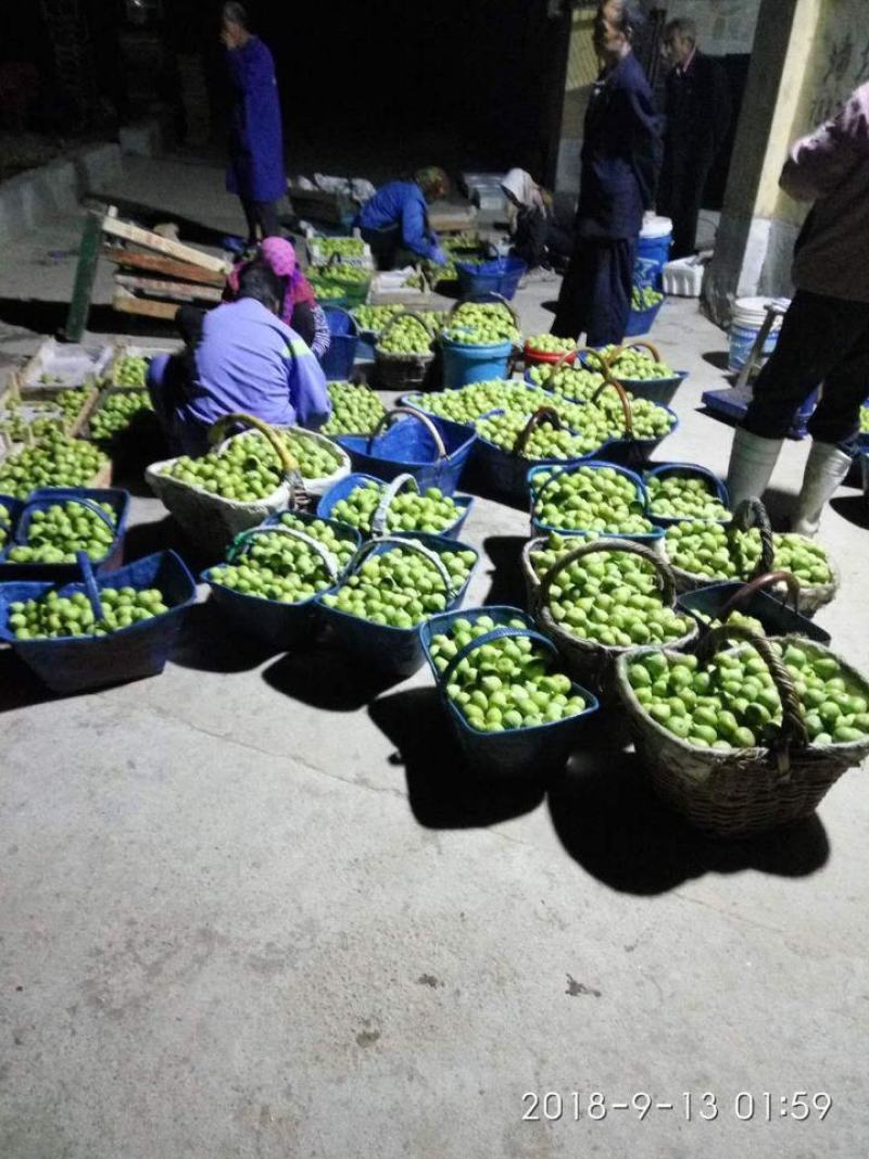 威海青皮无花果春果即将大量上市，基地一手货源大量供应