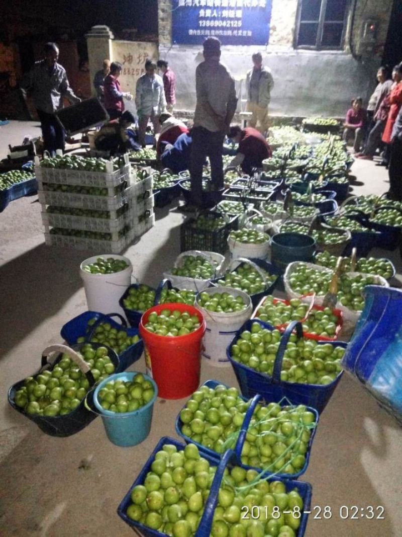 威海青皮无花果春果即将大量上市，基地一手货源大量供应