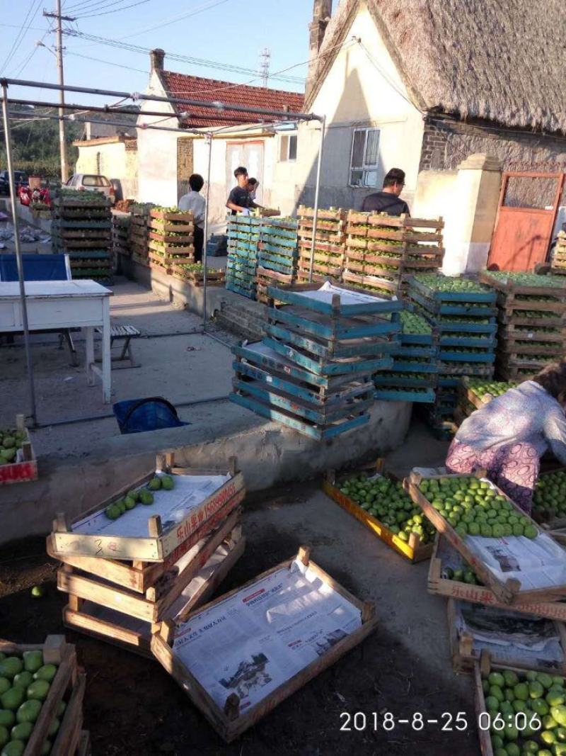 威海青皮无花果春果即将大量上市，基地一手货源大量供应