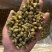 胎菊茶罐装袋装都有量少也批发新货胎菊杭白菊