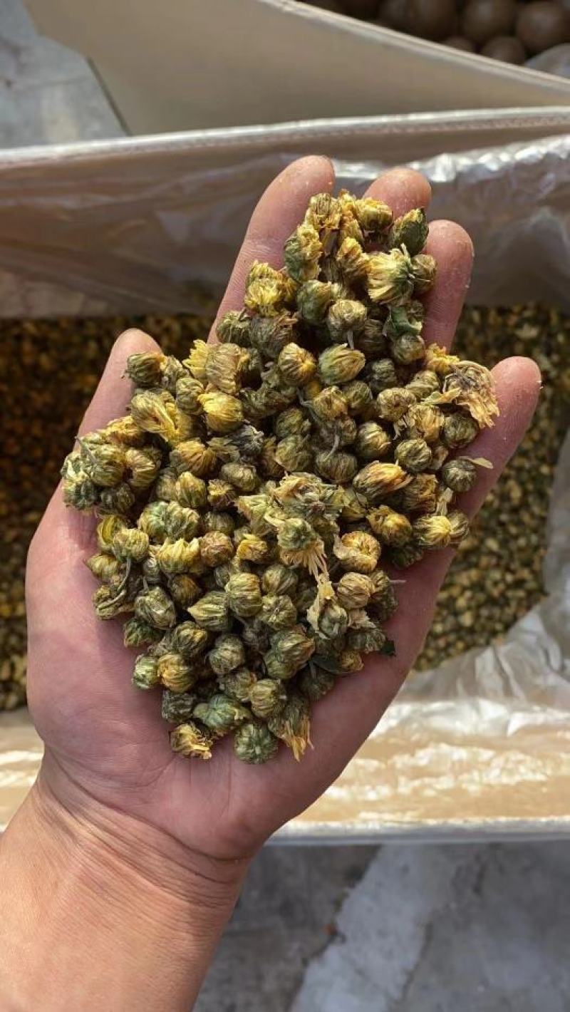 胎菊茶罐装袋装都有量少也批发新货胎菊杭白菊