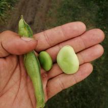 早大白蚕豆，品种齐全，质量好，产地直供，欢迎选购