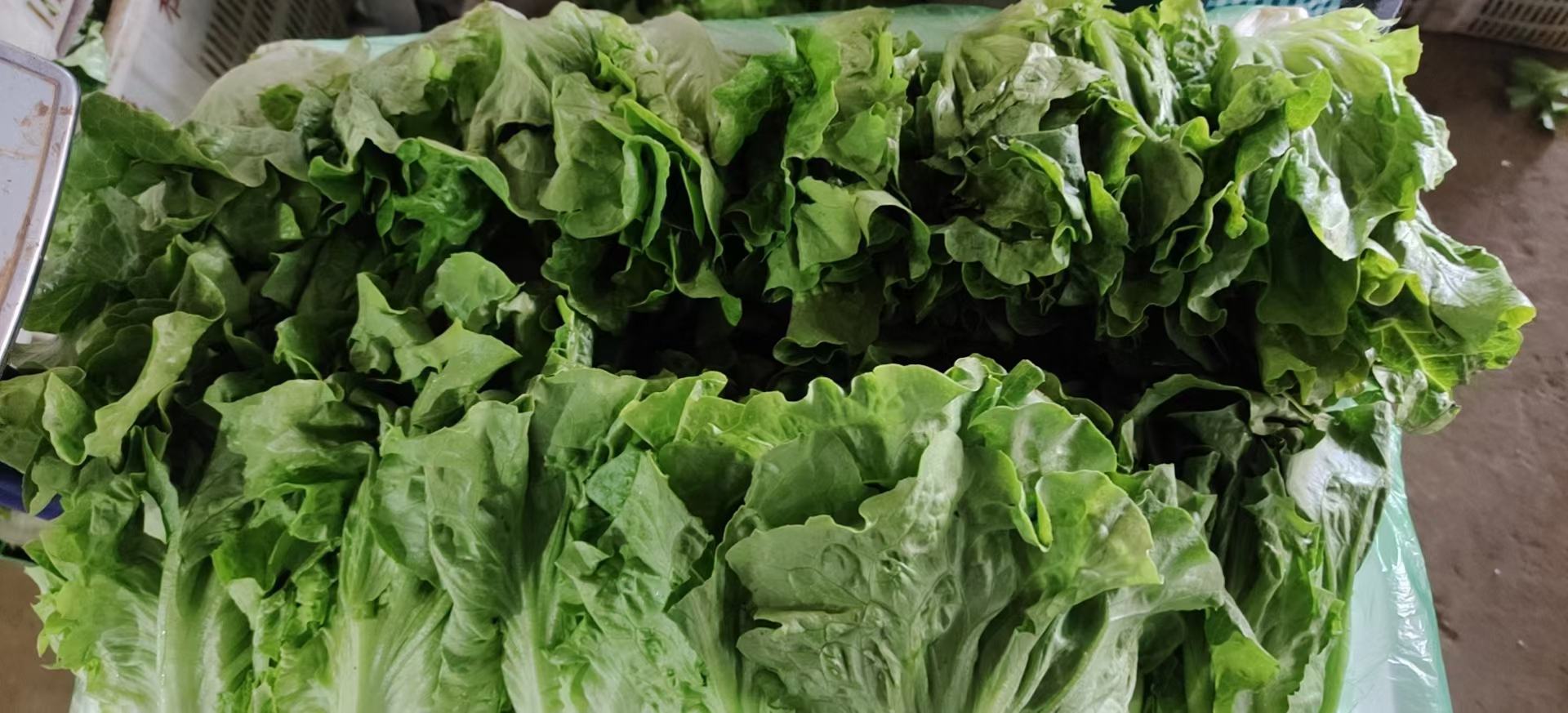 图片展示不同种类的生菜及其相似蔬菜的分类,包括罗马生菜、奶油生菜、苦菊、散叶生菜等,帮助读者更好地区分它们的外形特征 常见生菜类蔬菜分类图