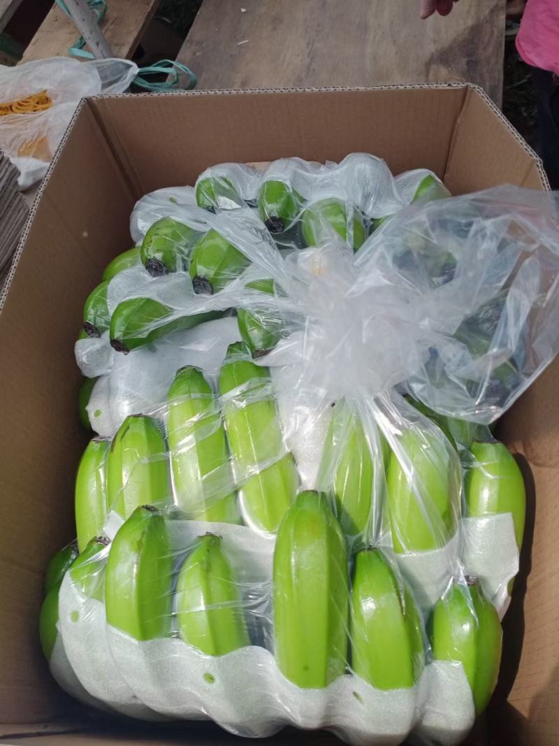 海南东方兰天黄精品香蕉