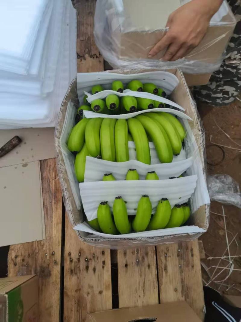 海南东方兰天黄精品香蕉