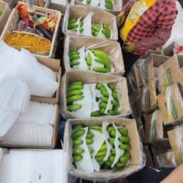 海南东方兰天黄精品香蕉