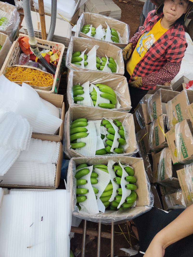 海南东方兰天黄精品香蕉