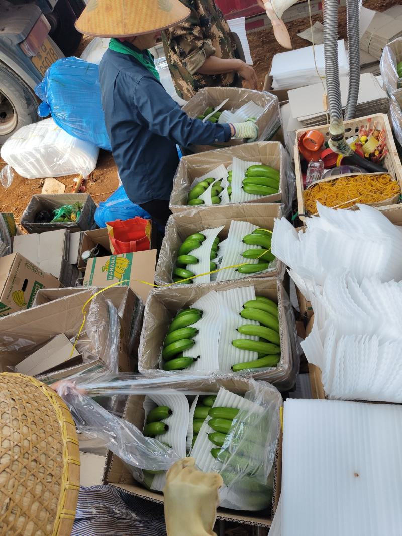 海南东方兰天黄精品香蕉