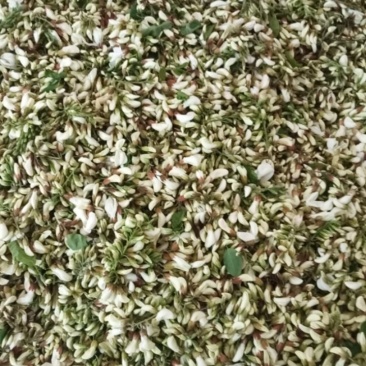 当天采摘季节性刺槐花花骨朵