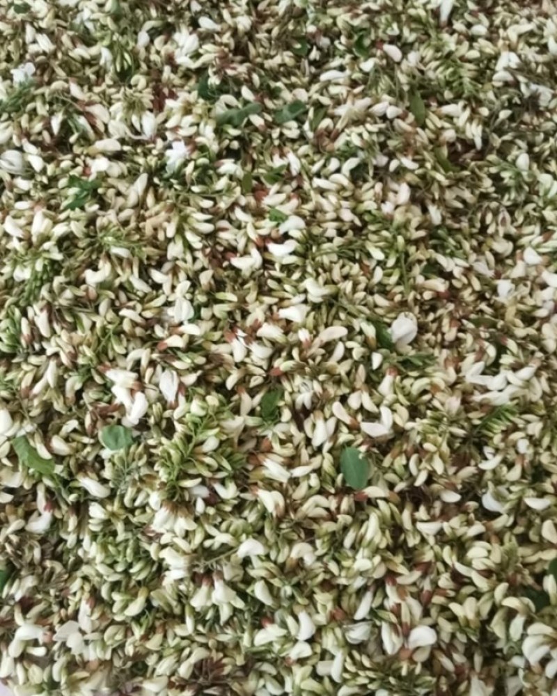 当天采摘季节性刺槐花花骨朵