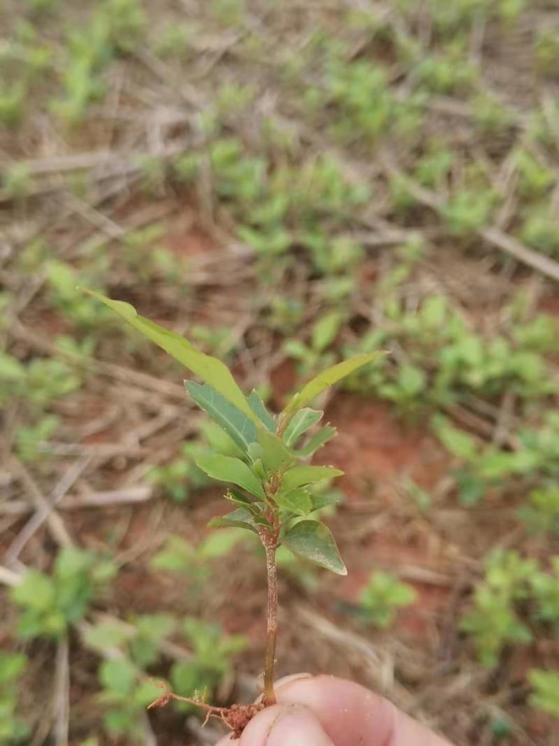 苗圃直供木荷芽苗，芽苗上杯成活率高，木荷造林防火墙