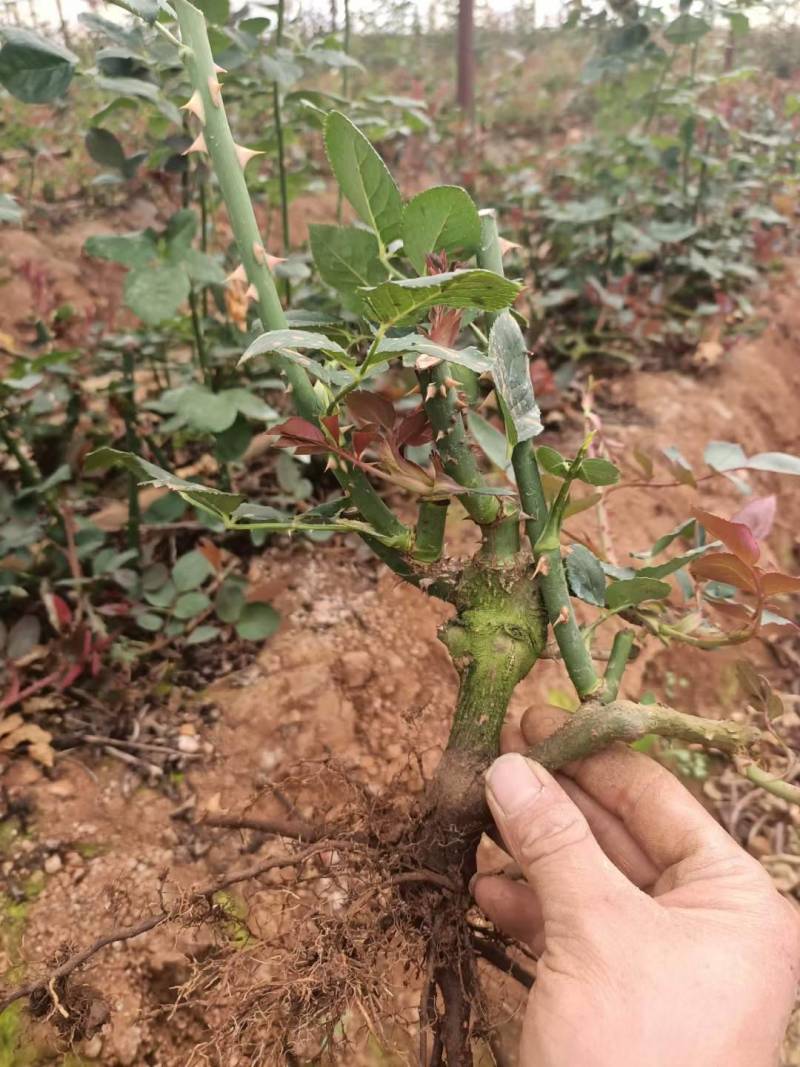 云南基地批发食用玫瑰苗扦插裸根玫瑰花苗大花品种