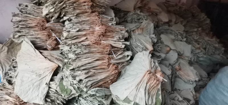 干荷叶