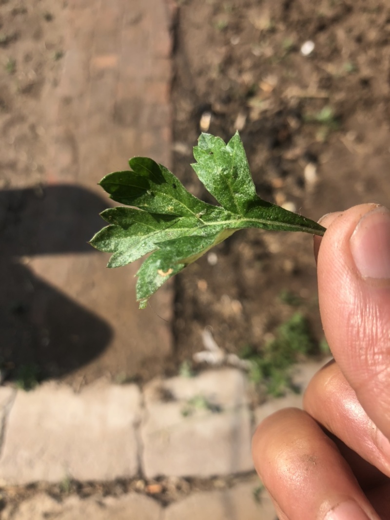 狭叶荨麻，艾蒿，量大质优欢迎联系🤝🤝🤝