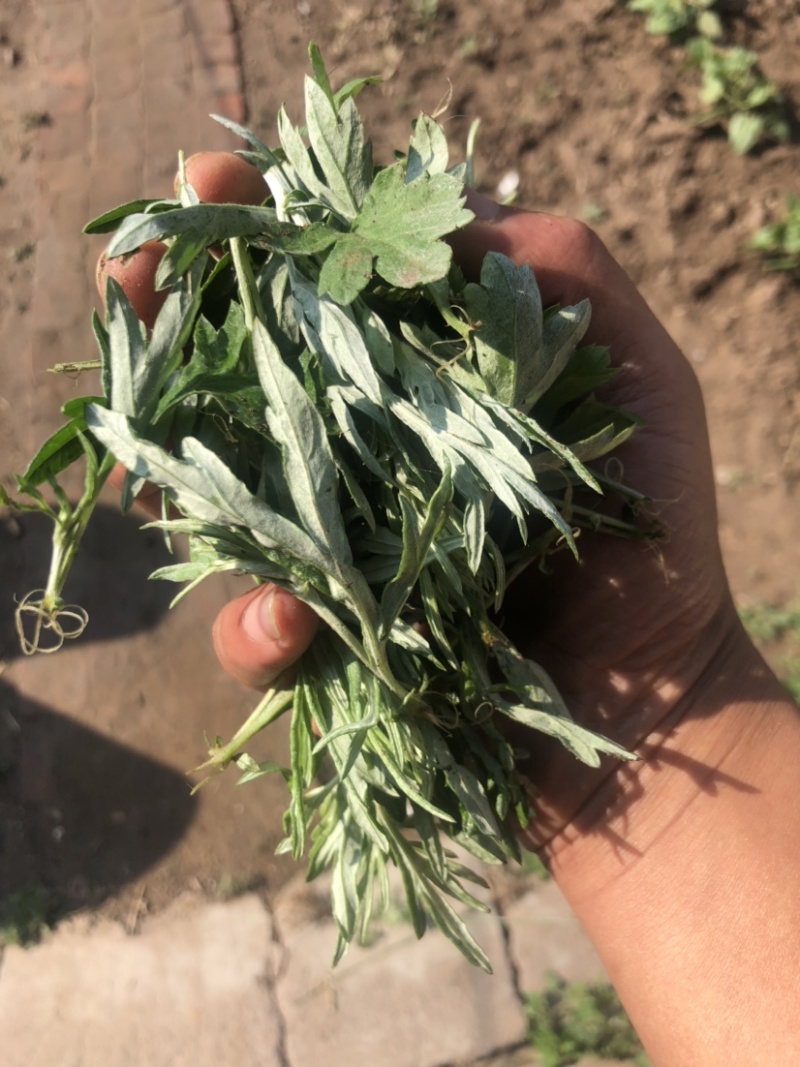 狭叶荨麻，艾蒿，量大质优欢迎联系🤝🤝🤝