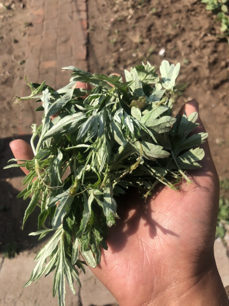 狭叶荨麻，艾蒿，量大质优欢迎联系🤝🤝🤝
