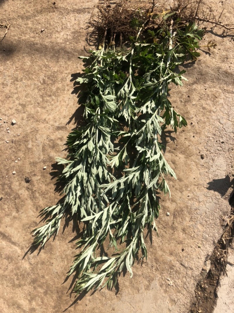 狭叶荨麻，艾蒿，量大质优欢迎联系🤝🤝🤝