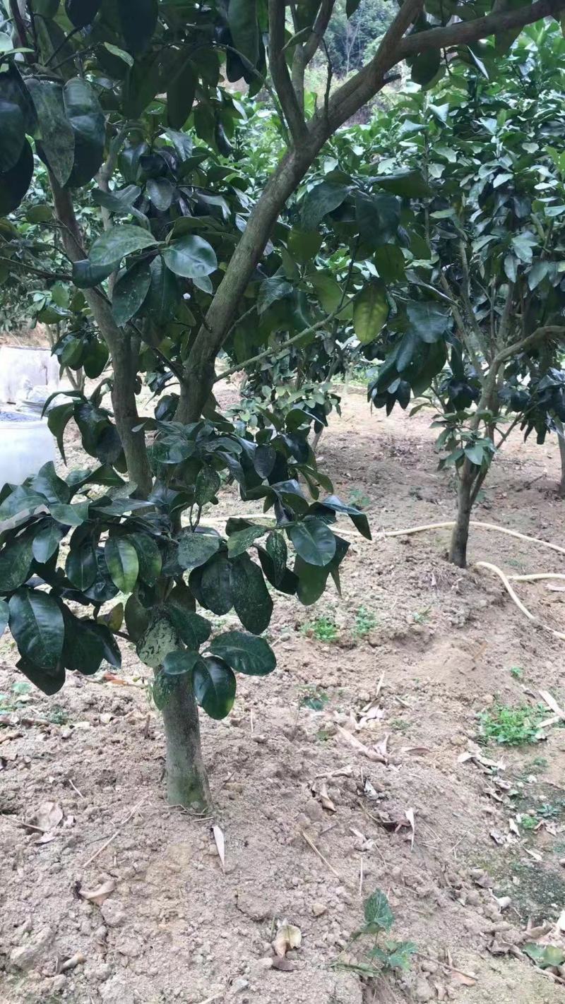 本地果园种植绿化苗木三红柚沙田柚官奚柚子树