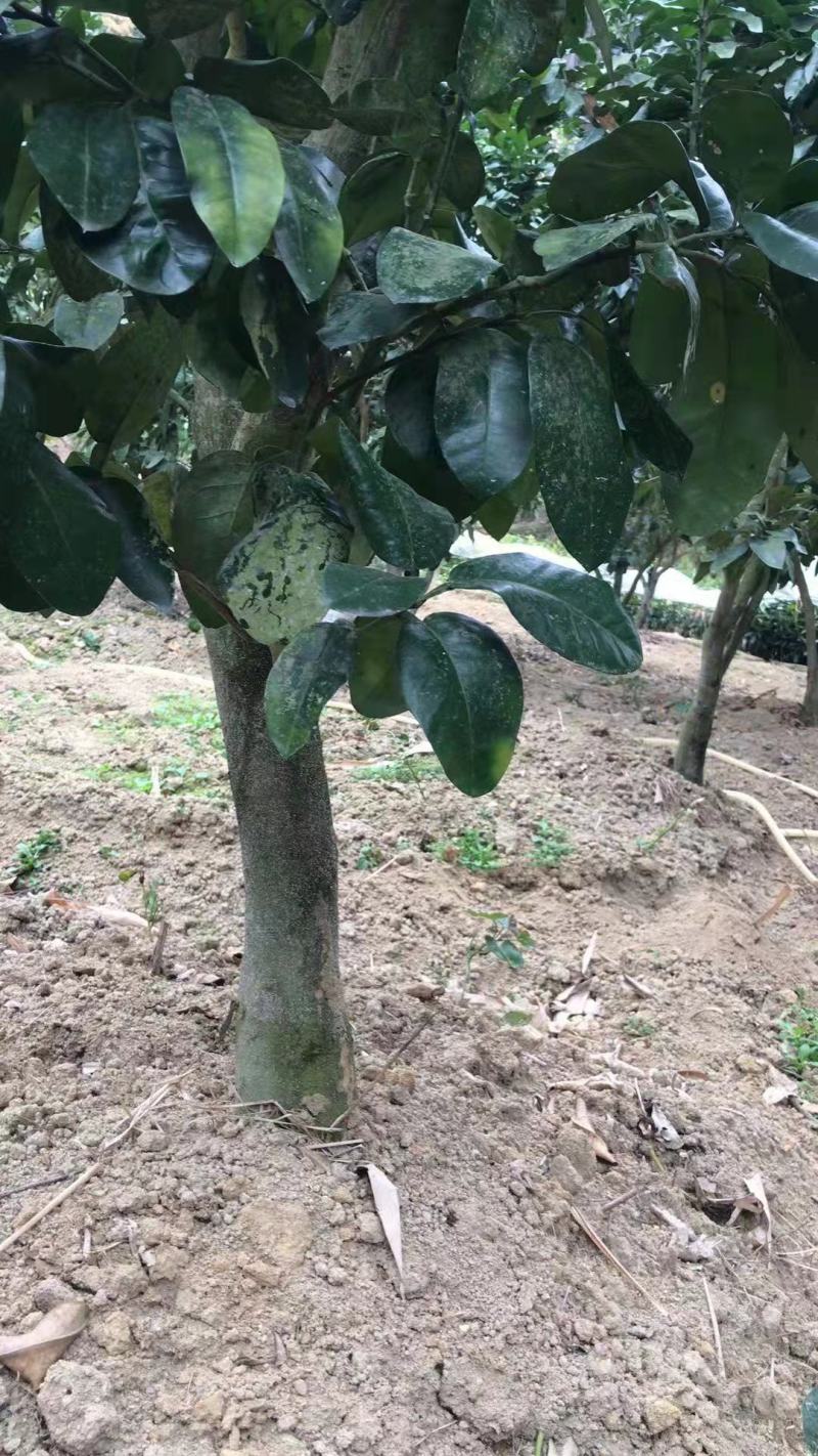 本地果园种植绿化苗木三红柚沙田柚官奚柚子树