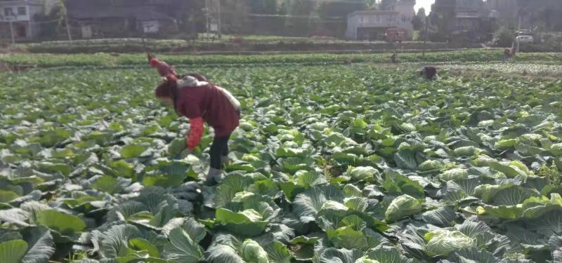 甘蓝种子圆包菜种子莲花白种子薄皮西园四号升级品种