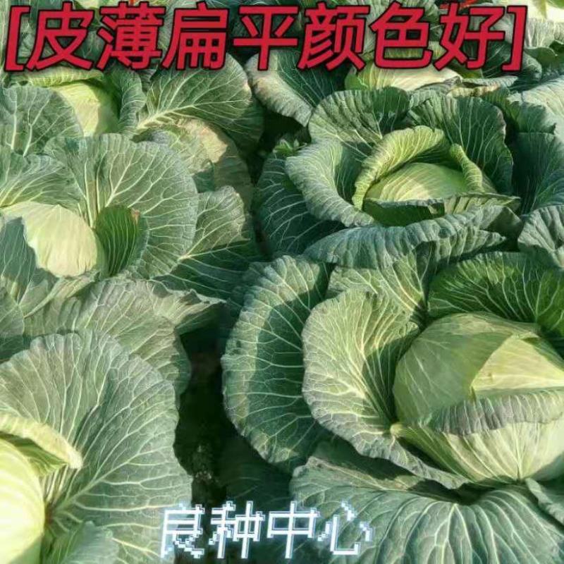 甘蓝种子圆包菜种子莲花白种子薄皮西园四号升级品种