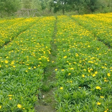 成都木春菊价格木春菊报价草花批发苗木供应