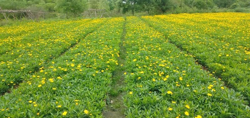 成都木春菊价格木春菊报价草花批发苗木供应