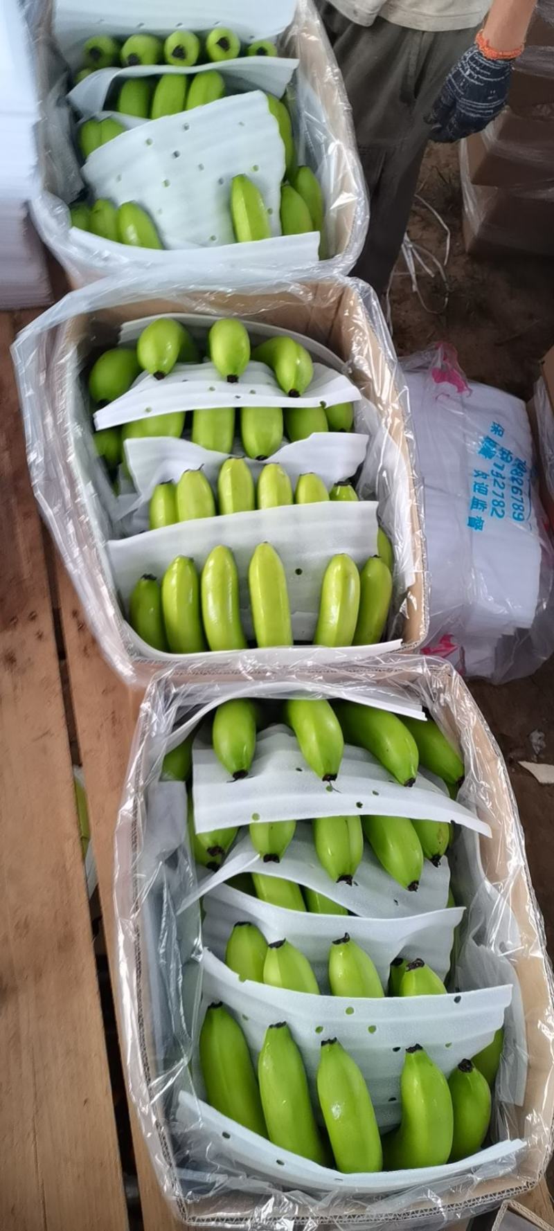 海南抗病苗包质量的香蕉