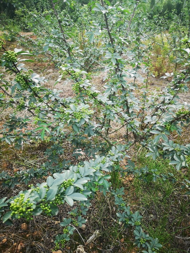 九叶青花椒干椒批量出售，色泽鲜艳，开口率高，欢迎采购！