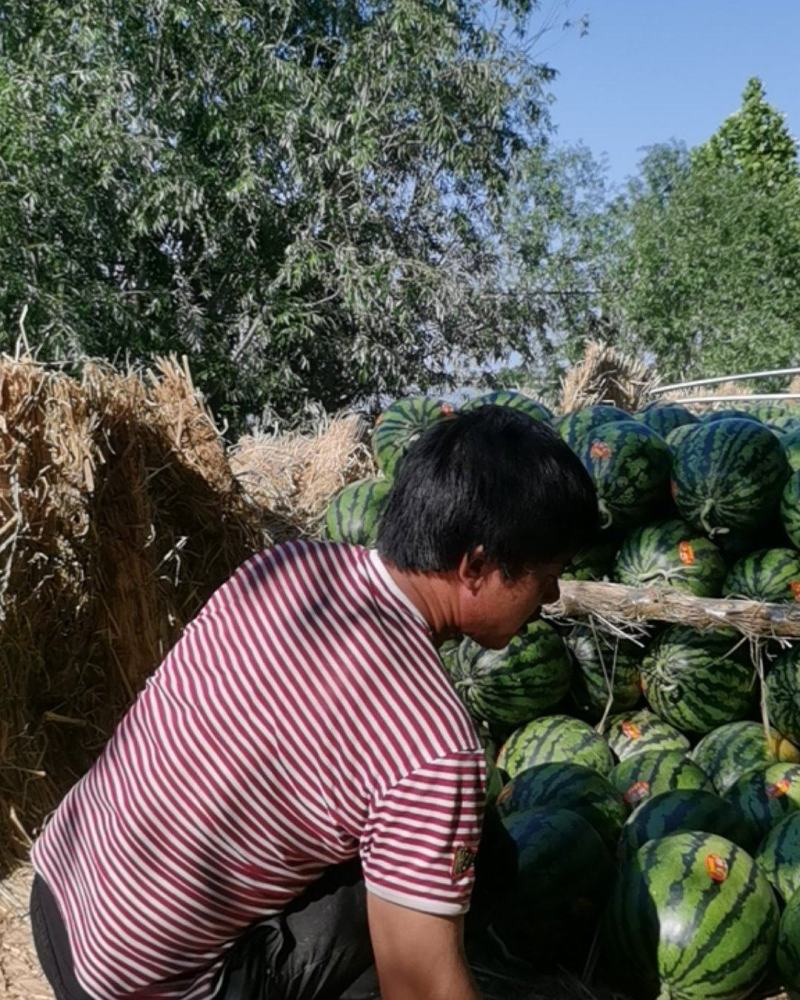 大荔甜王西瓜大量上市、大红瓤、糖度高。个头大、皮毛好