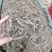 地胆头干货新货地胆头地胆头无硫磺
