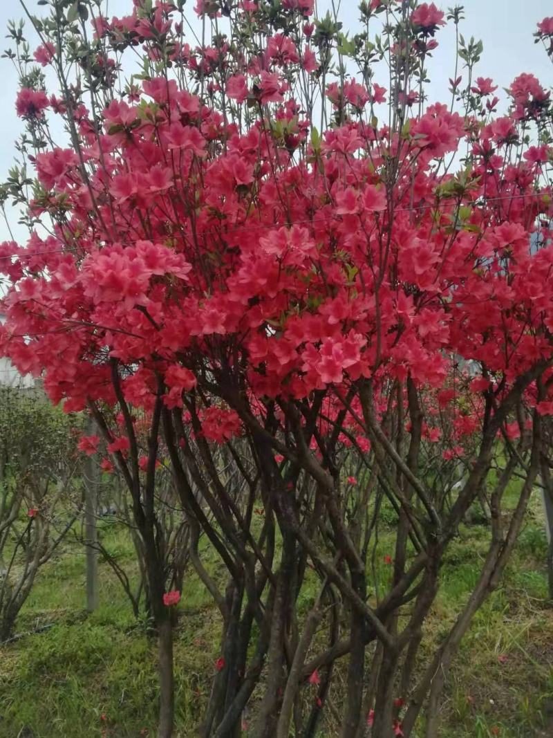 杜鹃树桩国旗红丛生映山红上工程公园别墅木本花卉