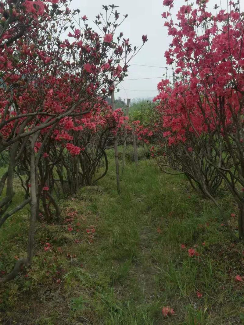 杜鹃树桩国旗红丛生映山红上工程公园别墅木本花卉
